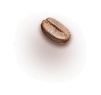 Bean