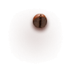 Bean
